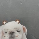토토페키 이미지