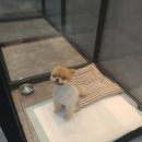 개똥이 애견샵 이미지