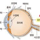로데오약국 | &lt;수원 로데오약국&gt; 황반변성, 단순한 노안이 아닙니다: 황반변성의 원인 증상 예방 영양제