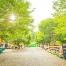 영월약수터 캠핑장 이미지