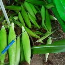 영소 농장 이미지