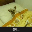잘자 이미지