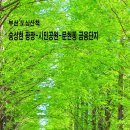 부산 송상현광장-시민공원-국제금융센터 유채밭 트레킹 이미지