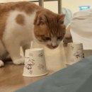 몽통구리 이미지