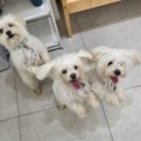 예쁘면 다개 이미지