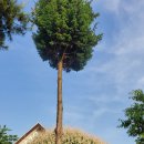 나무뜨락 이미지