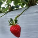 🍓 딸기연구원이 직접 심고 맛본 '내돈내산' 딸기 품종별 서열 정리! (솔직 리뷰)