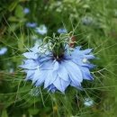 (야간)봄을 맞이하는 야간의 플로리스트(3월) | 3월 31일 생일화 — 흑종초(黑種草, Nigella Damascena)"꿈길의 애정 — 봄의 끝자락을 수놓는 신비의 꽃"