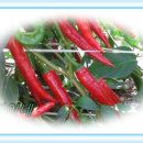 고운농장 이미지