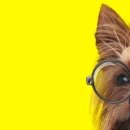 부여애견 이미지