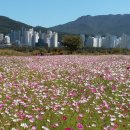 대동생태체육공원 &#34;코스모스&#34; ＜삼성 갤럭시 폴더2 촬영＞1 이미지