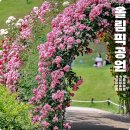 서울 꽃구경 갈만한곳 올림픽공원 장미광장 장미축제 들꽃마루 나홀로나무 (5월 29일)
