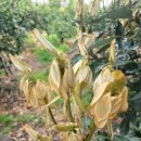 활엽수 | "누군가 찾아오면 뽀르르 미끄러져 떨어질 듯" 상록활엽수 '참식나무'