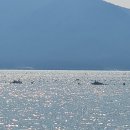 약산흑염소삼문산농장 | 완도 약산 당목항 삼문산 흑염소가 왜 유명할까 ?