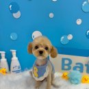 부천애견미용 멍미살롱 이미지