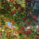 장미치킨호프 이미지