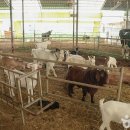 연보람목장 이미지