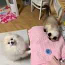 캣츠앤독