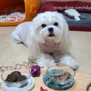 희또마미수제간식 이미지