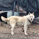 세븐일레븐 서귀포대정사거리점 | 제주올레길 11 코스걷기