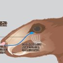 유미어스
