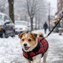 꽁쭈발관리 앞 횡단보도 | 겨울철 강아지 발 관리 가이드｜제설제 화상 예방부터 응급 병원 정보까지