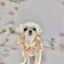 변신하개 네이버블로그