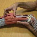 Muscles of the Lower Leg : 하퇴의 근육 이미지