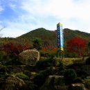소나무 Daum카페