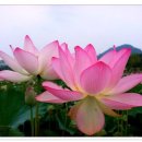 수련 Daum카페