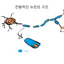 뉴런