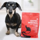 데일리도그(DAILY DOG) | 반려견 췌장염 관리 보호자가 선택한 최고의 덴탈츄 리얼후기 – 구강건강과 낮은 지방 한 번에!