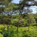 관광 꿈꾸는숲 펜션 이미지