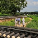 고택 수련 이미지