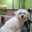 애니네 반려견 미용실 이미지