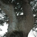고운 최치원의 학사대 전나무 이미지