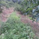 비치조아 이미지