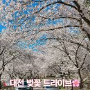 김정선생묘소일원 | 대전 벚꽃명소 대청호 벚꽃길｜세상에서 가장 긴 벚꽃길 만개·주차·마라톤 정보