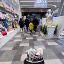 몰리스펫샵(스타필드 하남) 이미지