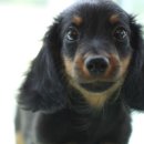 제일애견 이미지