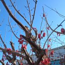 ' 눈 속에 따오신 산수유 붉은 알알이 아직도 내 혈액 속에 녹아 흐르는 까닭일까. 시 ＜성탄제＞일부예요. 산수유 이미지