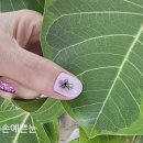 고운손 예쁜눈