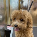 애옹애몽 이미지