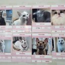 냥카페,루브 이미지