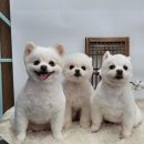 한국미용디자인협회 이미지