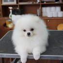 GROOMING107 이미지