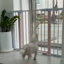 내사랑 강아지 | 내 사랑스러운 강아지를 위한 최고의 선택, 이뻐질개