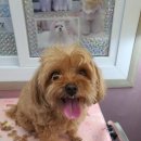 the 굿 dog 이미지