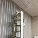 크로노 타워우드 캣타워 리뷰. 내돈내산 1년 사용후기 - 펫프랜즈