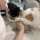 아가마미 고양이카페 이미지